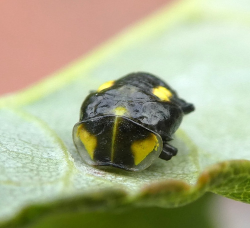 Orange Ladybird Halyzia sedecimguttata