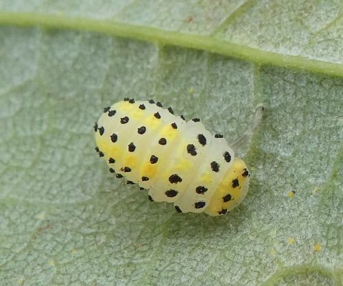 Orange Ladybird Halyzia sedecimguttata