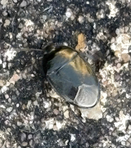 Forget-me-not Shieldbug Sehirus luctuosus