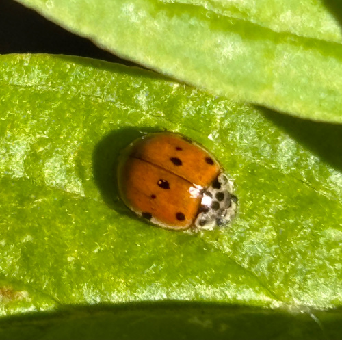 10-spot Ladybird Adalia decempunctata
