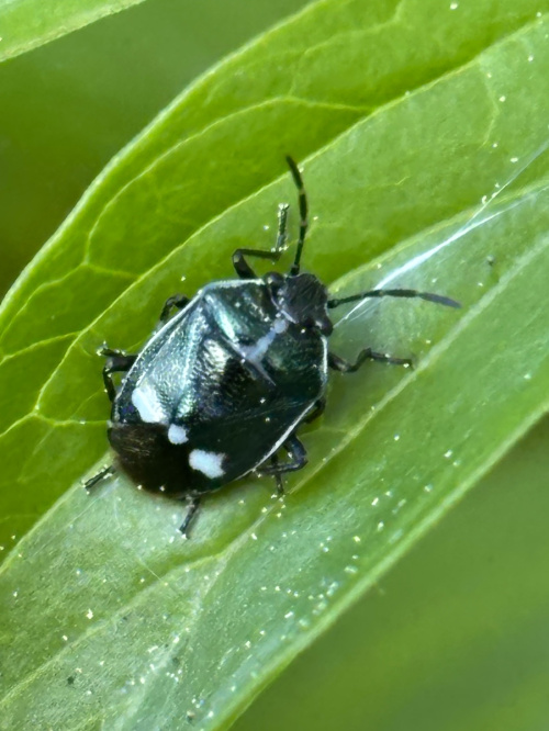 Cabbage Bug Eurydema (Eurydema) oleracea