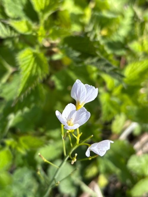 Cuckooflower Cardamine pratensis