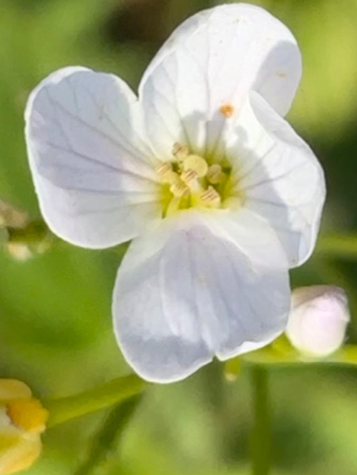 Cuckooflower Cardamine pratensis