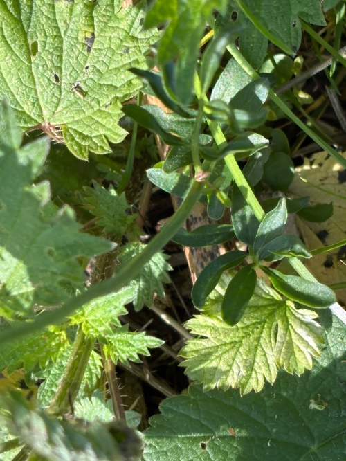 Cuckooflower Cardamine pratensis
