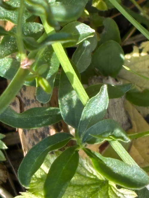 Cuckooflower Cardamine pratensis