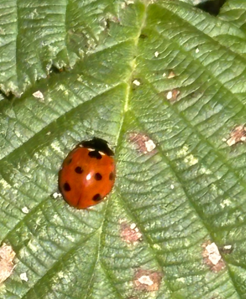 7-spot Ladybird Coccinella septempunctata
