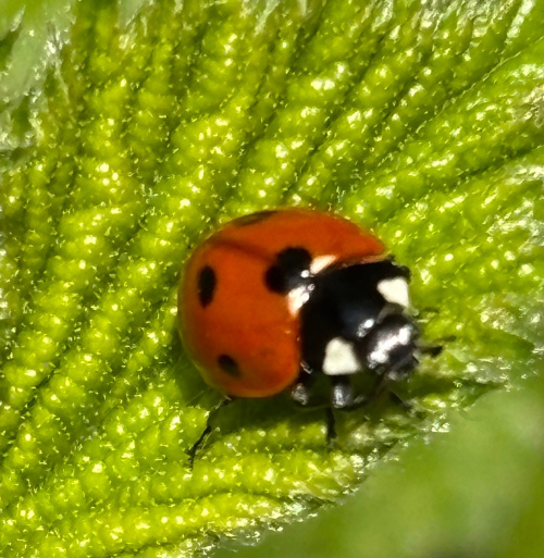 7-spot Ladybird Coccinella septempunctata