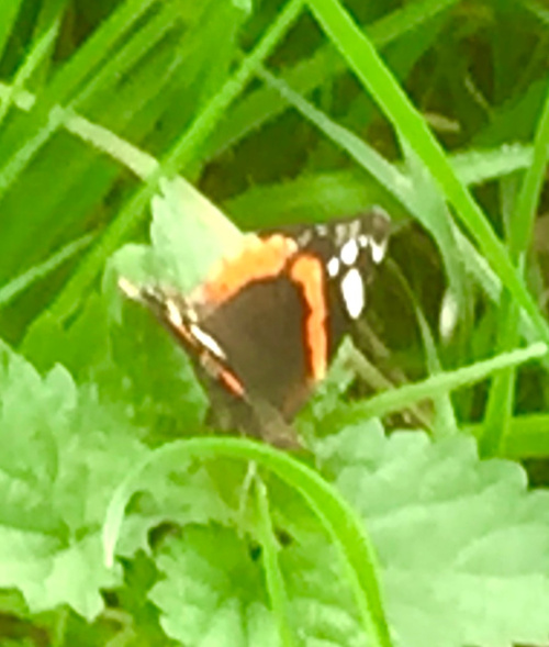 Red Admiral Vanessa atalanta