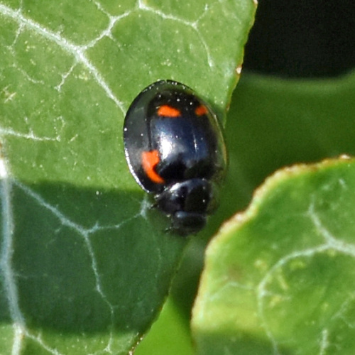Pine Ladybird Exochomus quadripustulatus