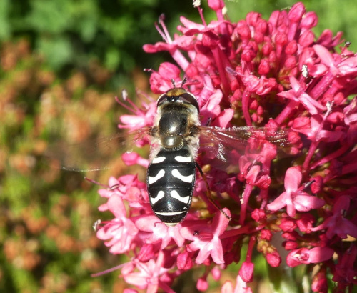  Scaeva pyrastri