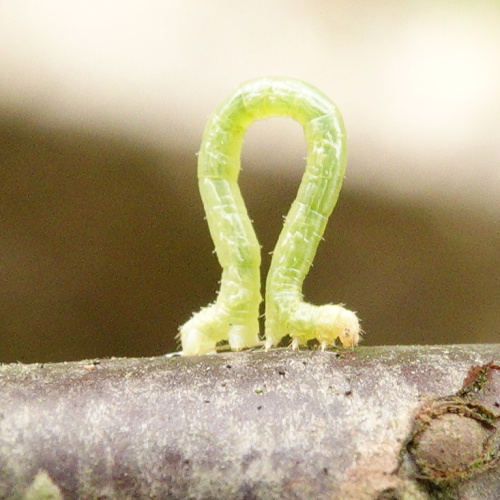 Phoenix Eulithis prunata