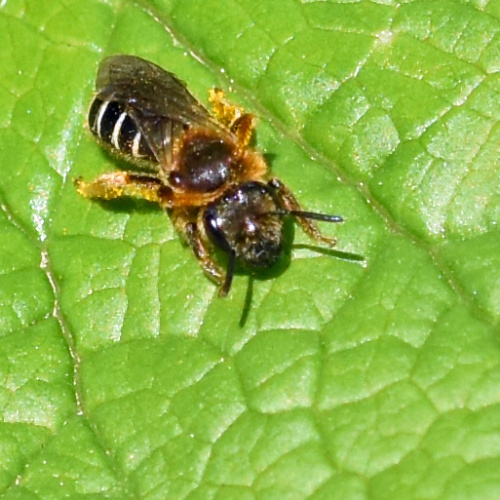 Yellow-legged Furrow Bee Halictus rubicundus