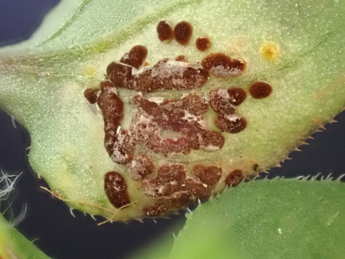 Species image