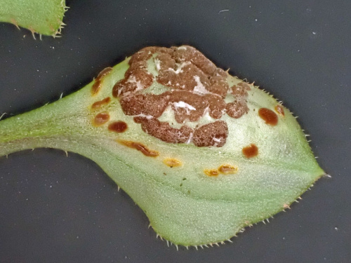 Species image