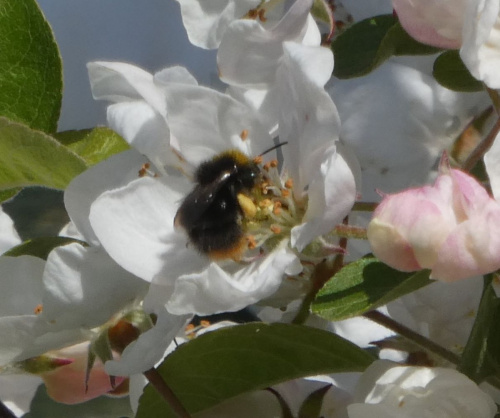 Early Bumblebee Bombus pratorum