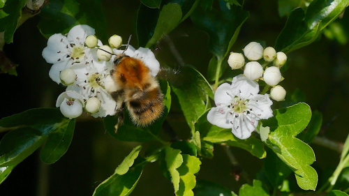Common Carder Bee Bombus pascuorum