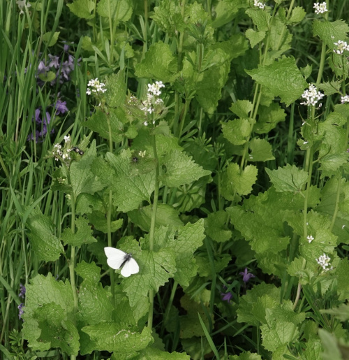 Cabbage Bug Eurydema (Eurydema) oleracea