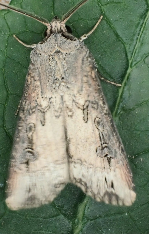 Dark Sword-grass Agrotis ipsilon
