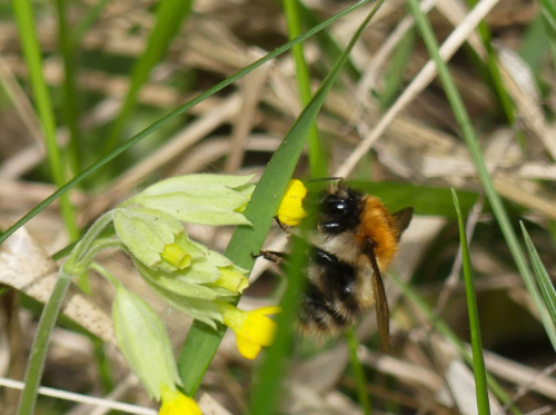 Common Carder Bee Bombus pascuorum