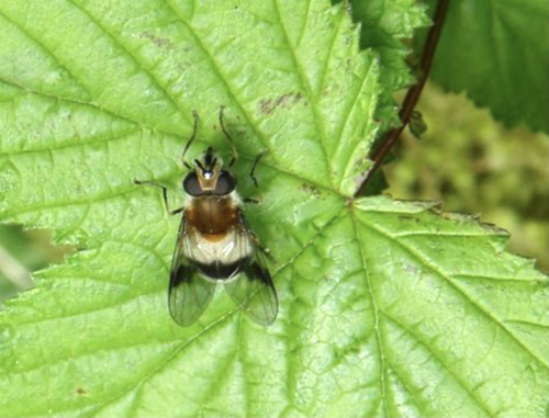  Leucozona lucorum