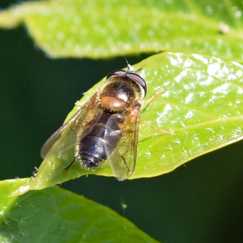  Epistrophe eligans