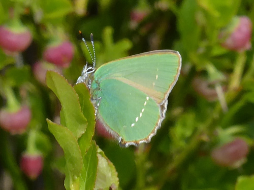 Species image
