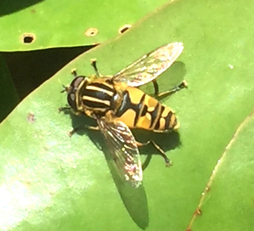  Helophilus pendulus