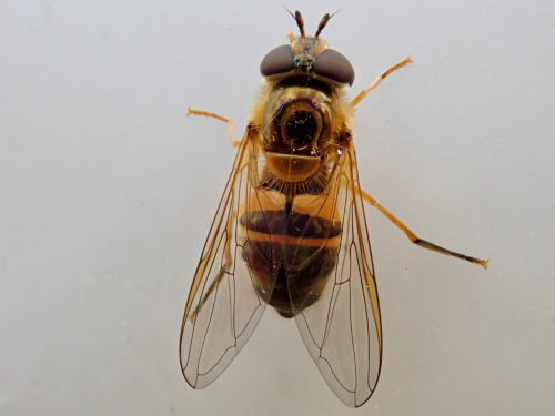  Epistrophe eligans