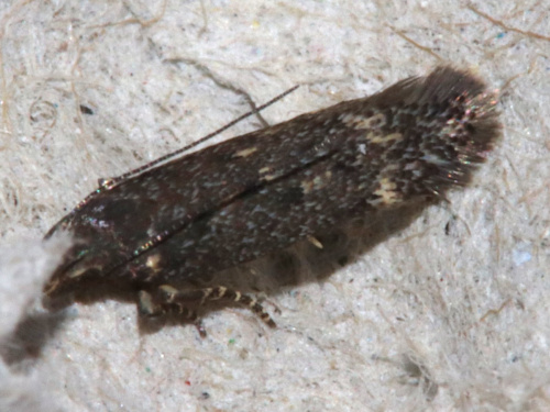 Dark Groundling Bryotropha affinis