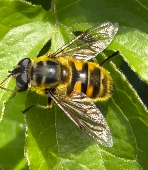 Myathropa florea