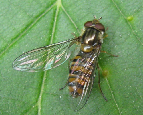 Marmalade Hoverfly Episyrphus balteatus