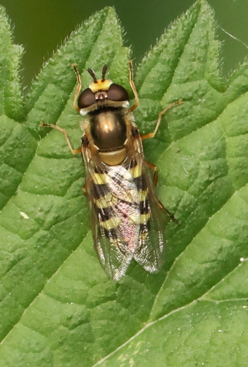  Eupeodes corollae