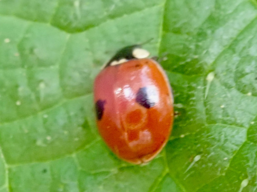 2-spot Ladybird Adalia bipunctata