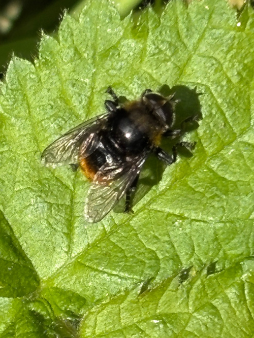 Greater Bulb-Fly Merodon equestris