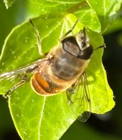 Eristalis tenax