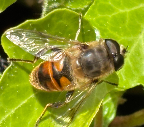  Eristalis tenax