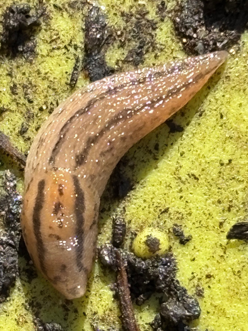  Ambigolimax