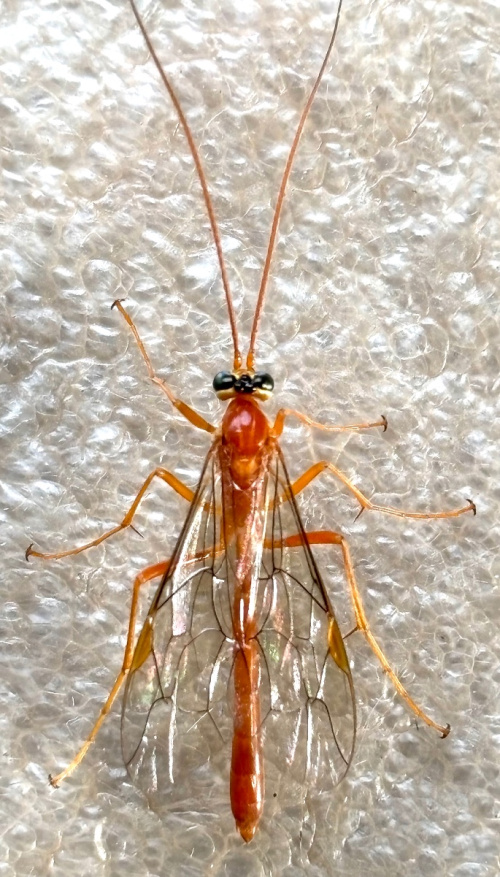  Netelia infractor