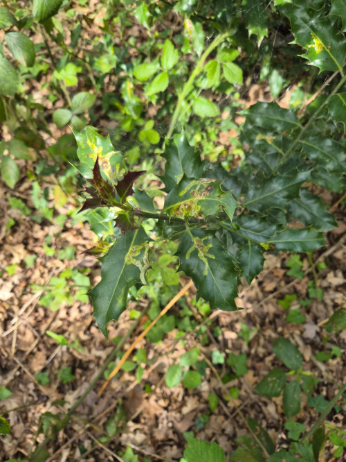 Holly Leaf Gall Fly Phytomyza ilicis