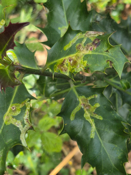 Holly Leaf Gall Fly Phytomyza ilicis