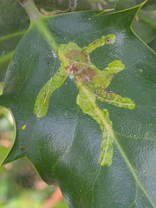 Holly Leaf Gall Fly Phytomyza ilicis