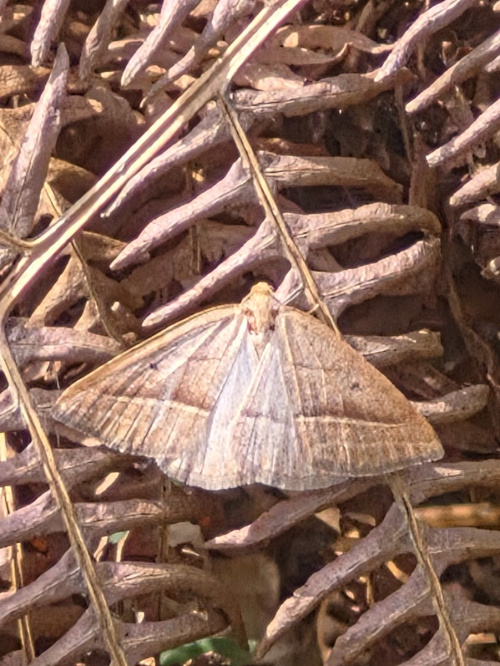 Brown Silver-line Petrophora chlorosata