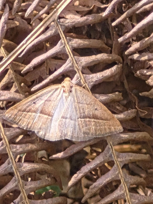 Brown Silver-line Petrophora chlorosata