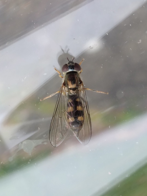  Platycheirus scutatus sens. lat.