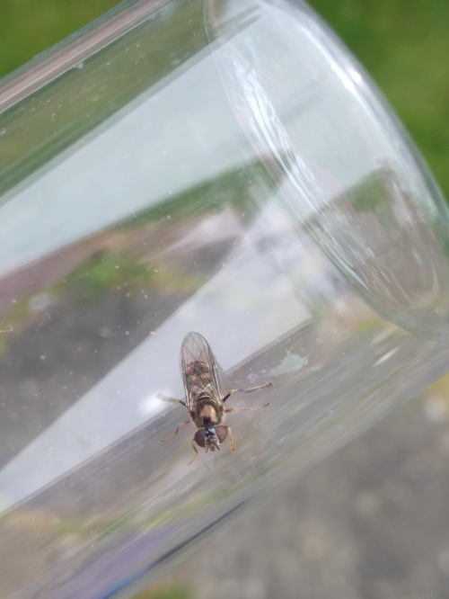  Platycheirus scutatus sens. lat.