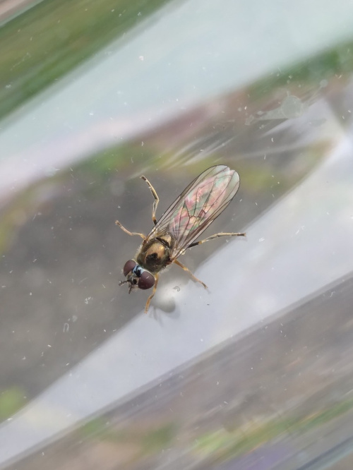  Platycheirus scutatus sens. lat.