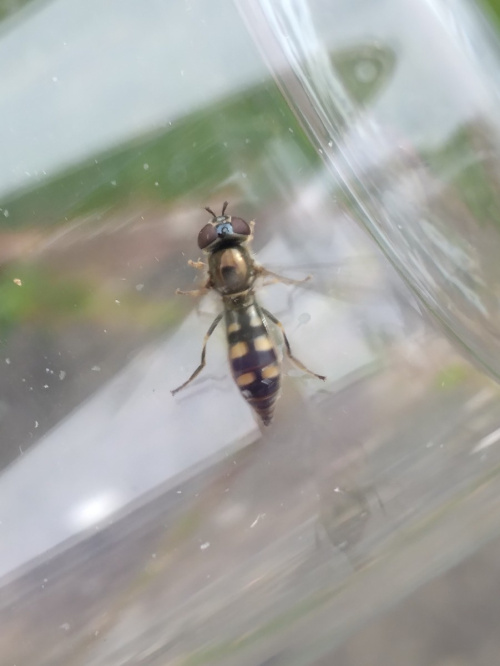  Platycheirus scutatus sens. lat.