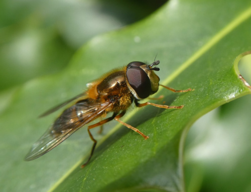  Epistrophe eligans