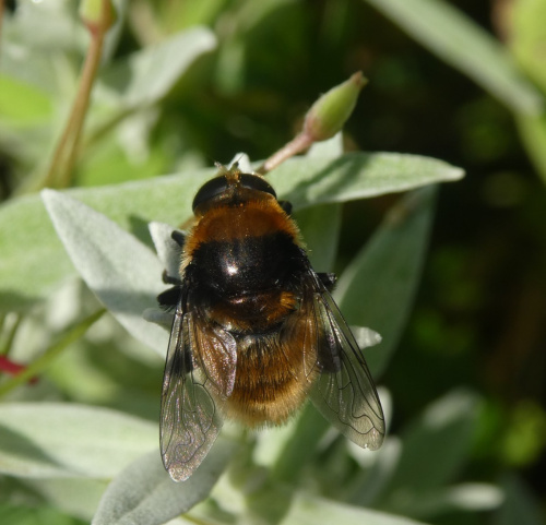Greater Bulb-Fly Merodon equestris