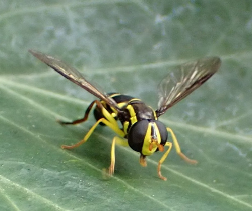  Xanthogramma pedissequum sensu stricto